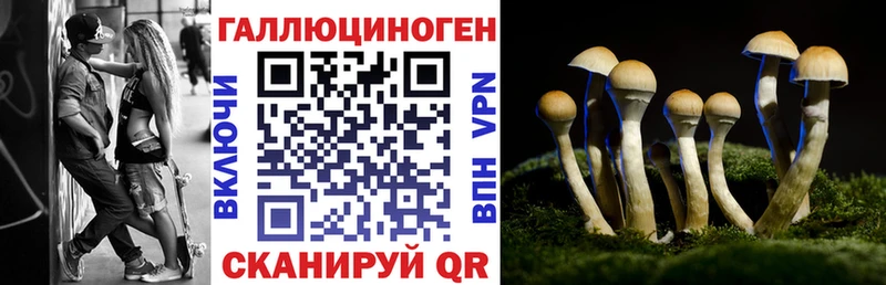 Галлюциногенные грибы Psilocybine cubensis  Купить где  Менделеевск 